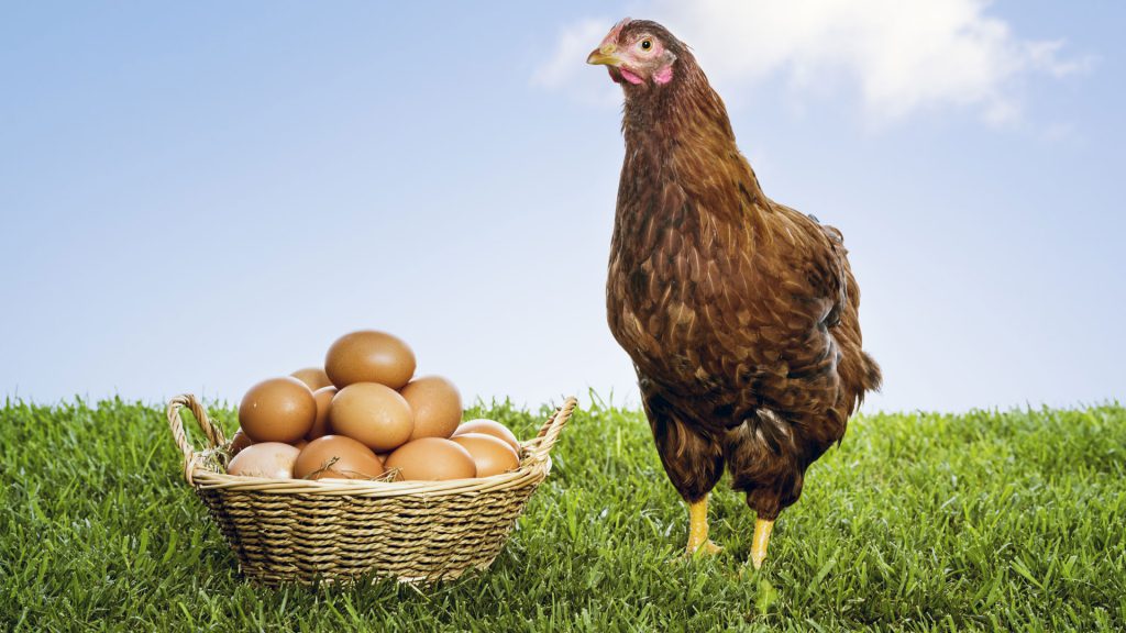اثرات استفاده از توکسین بایندرهای چند جزئی بر عملکرد مرغ های تخم گذار 