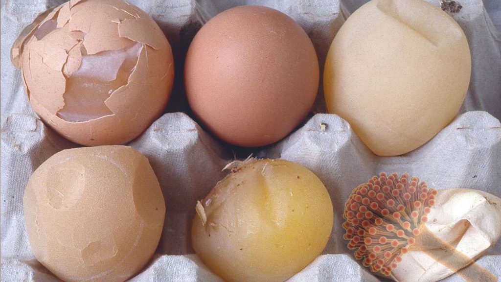 سموم قارچی باعث پایین آمدن کیفیت پوسته تخم‌مرغ 